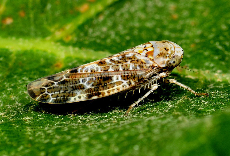 Cicadellidae da det.